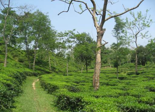 tea gardens near Sylhet