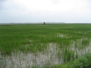 The Posco site at Paradip in Orissa