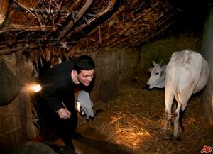 david-miliband-2009-1-15-10-7-191 David Miliband in a north India cowshed - PTI pic