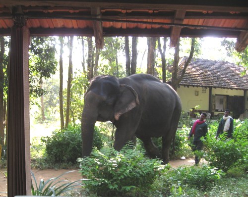 Tara in camp IMG_7515