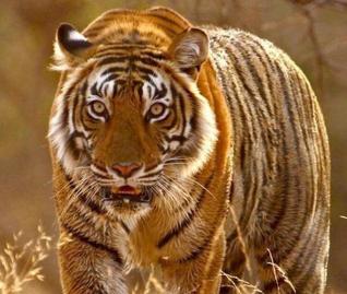 _6cc57e42-e219-11e7-b4c0-9346261494eb