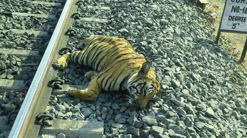 tiger railway track